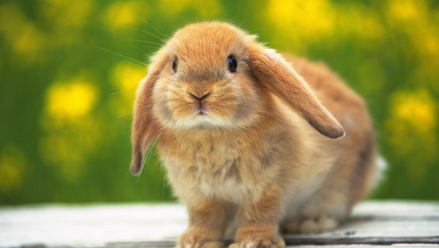 The nine best bunnies from your favourite games