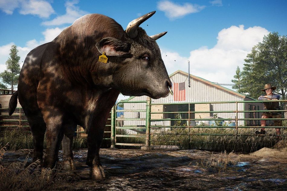 American bison standing in front of a barn