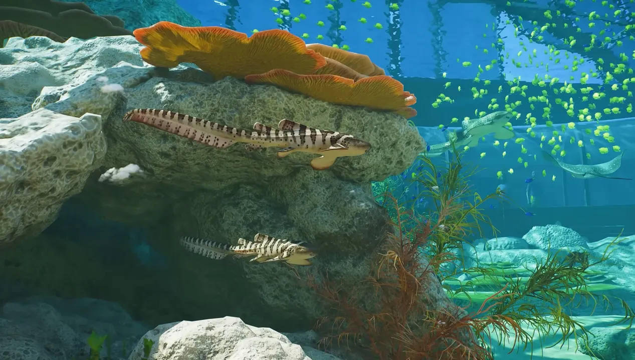 Young Leopard Sharks wear bold zebra stripes before growing into their spotted adult pattern.