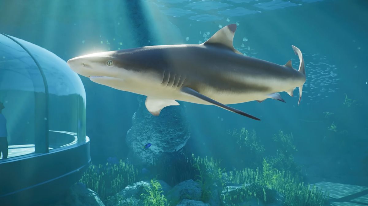 Planet Zoo 2's second Feature Focus goes underwater with sharks, rays and glass tunnels
